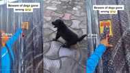 Lady sees beware of dogs on gate, finds out eventually that it for protection, video goes viral on TikTok
