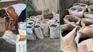 "No need for land": Creative man plants yam in Dangote and BUA cement bags in his compound