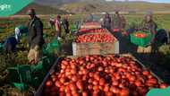 FG moves to find solution to rising tomato price, gives reasons for hike