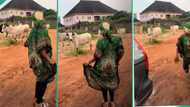 "Why are you running?" Video shows lady fleeing as cow she was dancing for suddenly approached her