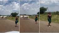 "I hate this": Curvy lady comes down from her car to chase cows away from express way, video emerges on TikTok