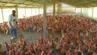 Bank loans: Poultry farmers in trouble, recount losses in 2020 after poor Christmas outing