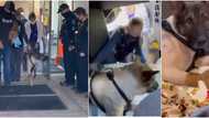 Brave police dog receives standing ovation, welcomed like a hero after he was shot on duty (video, photos)