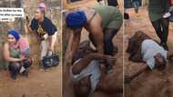 "Seeing my mother for the first time": Nigerian woman rolls on the floor as she reunites with daughter in video