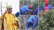 “Go and buy tractor”: Viral video of Oluwo of Iwo clearing grass with cutlass stirs mixed reactions