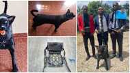 3 talented Nigerian students build dog that is remote-controlled as final year project in viral photos