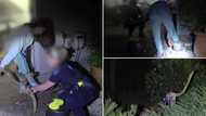 See what python did to this woman who tried to rescue it, police rush to the scene (video, photos)