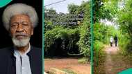 "Looks scary": Man displays Professor Wole Soyinka's house in forest, video leaves people wondering