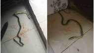 Almost same spot: Mysterious snake visits home a month after first reptile invasion, family shares photos