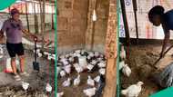 Lady who started broiler chicken farming loses over 25 birds to strange disease