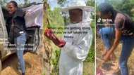 "I was stung by bees": Lady cries out after visiting beehive to extract honey for sale, video trends