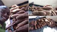 Accidental farmer: Young Nigerian showcases his massive yam harvest after planting seedlings due to boredom (see photos)