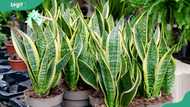 10 benefits of snake plants: How they improve your health and home