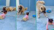 "It is well trained": Dog jovially prevents little child from eating its food, video melts hearts