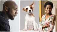 "We broke up months ago": Lady buys dog, names it after her ex-boyfriend to spite him, man cries out