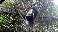 Palm wine tapping: How traditional practice made Nigerian man a millionaire and lessons for the youths