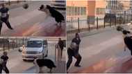 Adorable video shows cute dog playing ball with its owner, the animal wins, many react