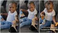 "Puppy in teacup": Baby girl puts her little dog in small container, feeds it in viral video