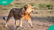 Lion kills 59-year-old businessman shortly after he stepped out