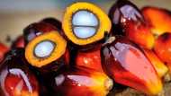 What you need to start successful palm oil business