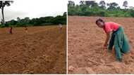 Nigerian lady showcases the large hectares of land she grew cassava on, impresses many people