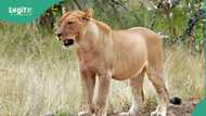 Tragedy in Kenya: Lion jumps fence, kills 14-year-old girl inside home near national park