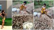 Beautiful Nigerian lady shows off the big cassava she harvested from her farm, photos spark reactions