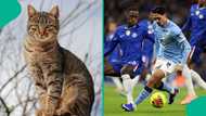 Chelsea vs Manchester City: Mysterious cat predicts winner after Arsenal drop points, video