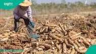 Cassava crisis: Farmers struggle as prices crash, factories shut down