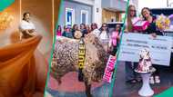May Edochie gets cow, N1m, other gifts for her birthday, clip trends: “The love is real"