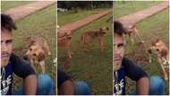 "Where did you learn our language?" Dogs become confused as man barks like them in funny video