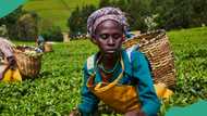 FG moves to introduce 50% subsidy on fertilizers, seeds, other agricultural inputs