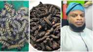 "Very delicious": Nigerian man harvests edible larvae from shea tree, posts photos of delicacy on Twitter