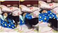 Caring dog covers sleeping baby with blanket to keep child from cold, video stirs reactions