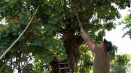 Cypriot carob growers harvest their 'black gold'
