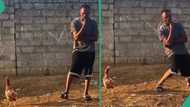 Man with skills falls like Jackie Chan, catches chicken standing by his side with the speed of light