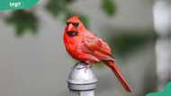 What do cardinals represent? The meaning behind the red bird