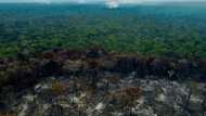 Deforestation in Brazilian Amazon halved in 2023
