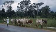 Nigerians react over report of 36 cows killed by strange lightning in Ondo