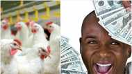 How profitable is poultry farming in Nigeria?