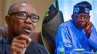 Tinubu: Kalaman Peter Obi sun yi wa APC zafi, ta zarge shi da son tunzura jama'a