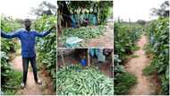Nigerian man dumps university certificate, 'picks up hoe' & starts farming, his cucumber harvest wows many