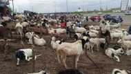 Eid-el-Kabir: Cattle seller recounts budgeting N1 million bribe for checkpoint passage