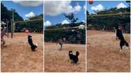 “Dog passed the citizenship test”: Canine plays volleyball like professional, astounds many viewers online