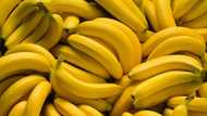 Eating banana excessively causes headache, weight gain - Expert