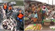 Agric sector contribution to Nigerian economy rises, fish, crop business lead