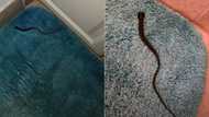 Man urinates on himself after mistaking his wife's braid for a snake, photos stir hilarious reactions