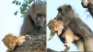 Male baboon steals, adopts and grooms lion cub (video)