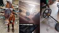 "How did it get there?" Nigerian lady shares photos of strange goat that fell from her ceiling while asleep