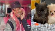 DJ Cuppy after purchasing two dogs: Motherhood is already making me a better person